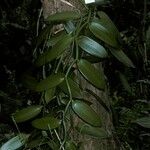 Vanilla planifolia Συνήθη χαρακτηριστικά