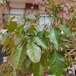 Tabebuia heterophylla Levél