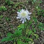 Scabiosa japonica Flower