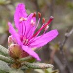 Rhododendron setosum Elinympäristö