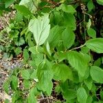 Spiraea cantoniensis Blatt