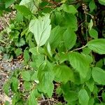 Spiraea cantoniensis 葉