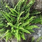 Asplenium trichomanesLeaf