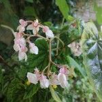 Begonia obliqua പുഷ്പം