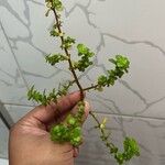 Pilea microphylla Flower