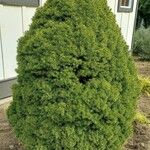 Picea laxa Folha