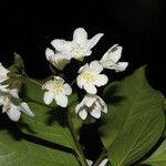 Cordia megalantha Flower