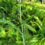 Achillea asiatica Folha