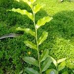 Putranjiva roxburghii Leaf