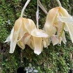 Stanhopea wardii Virág