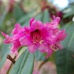 Rhododendron anthosphaerum Flor