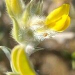 Anthyllis cytisoides Fleur