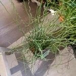 Juncus effusus برگ