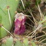 Opuntia littoralis Vaisius