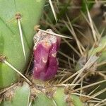 Opuntia littoralis ഫലം