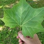 Platanus occidentalis Leaf
