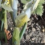 Iris reticulata Flor