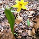 Erythronium rostratum Kukka