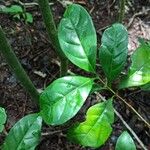 Coffea fotsoana Blatt