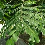 Adenanthera pavonina Leaf