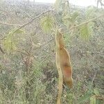 Vachellia sieberiana Frukto