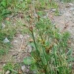 Juncus tenuis Blatt