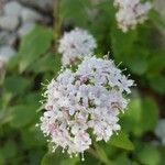 Valeriana sitchensis Blüte