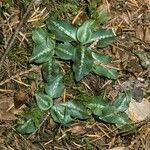 Goodyera oblongifolia Leaf