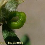 Anthyllis cornicina Vrucht