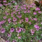 Cleome houtteanaFlower