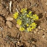 Physaria chambersii Flor