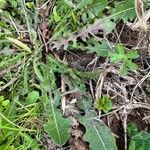 Taraxacum palustre Leaf