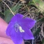 Campanula herminii Листок