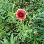 Gaillardia pulchellaFlower