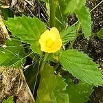 Malvastrum coromandelianum Flower