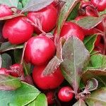 Gaultheria procumbens 果実