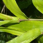 Guadua amplexifolia Leaf