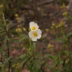Cistus populifolius Libunga