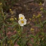 Cistus populifolius Hábito