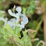 Salvia spinosa Blomma