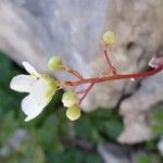 Saxifraga paniculata Λουλούδι