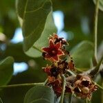 Acropogon bullatus Fruit