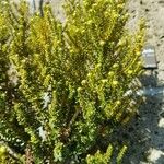 Ozothamnus leptophyllus Hoja