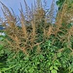 Astilbe japonica Habitatea