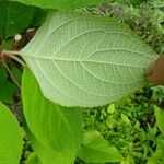 Hydrangea aspera Folha