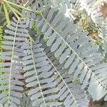 Prosopis juliflora Leaf