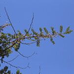 Vachellia abyssinica Лист