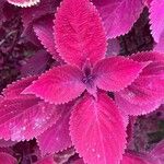 Coleus decurrens Folha