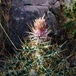 Ptilostemon hispanicus Flower