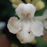 Thomandersia hensii Flower